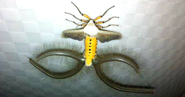 What Kind of Creature Is the Real Life Pokemon in Gia Lai