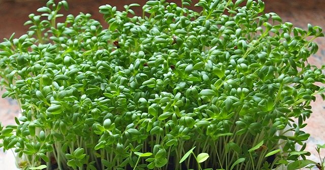 Sprout Radish: What Kind of Radish Has? What Is the Use?