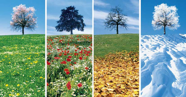What Makes the Seasons of the Year: Earth