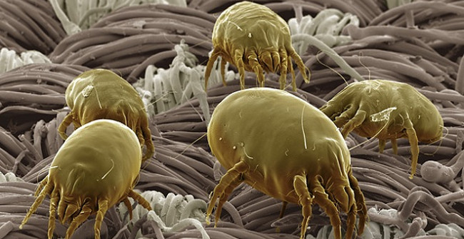 What the World Looks Like When Viewed Under a Microscope