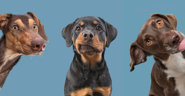 When the Dogs Act Their Gods in Front of the Camera