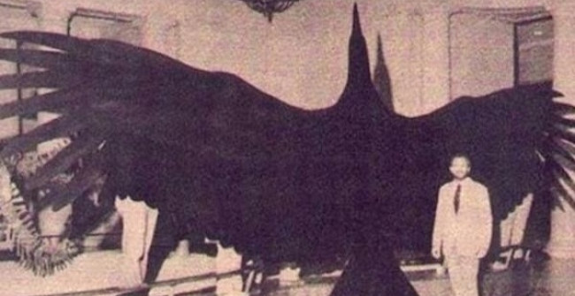 Whether Alive or Extinct, These Giant Creatures Will Make You Feel
