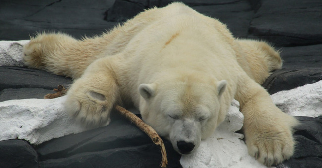 White Polar Bears Die Because of Love Loss That Many People Suffer