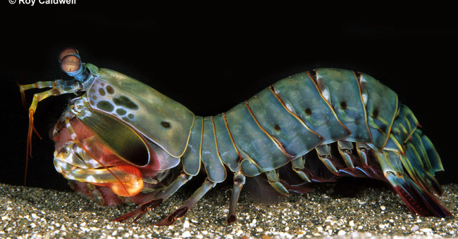 Whoever Expected the Creature to Be 10cm Long and Only Known on This Table Could Change the World
