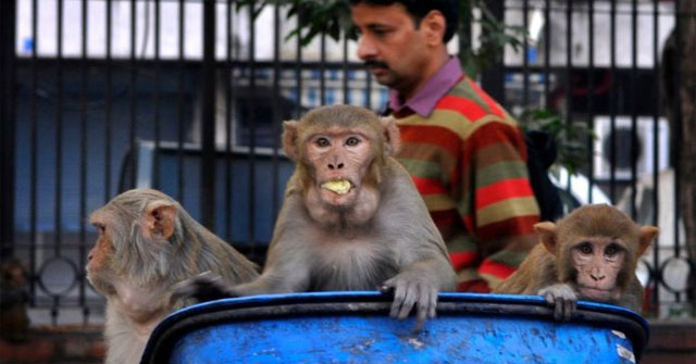 Why Are Humans Susceptible to Animal Diseases?