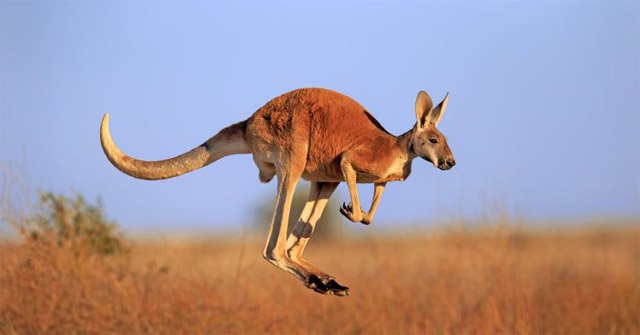 Why Are There No Three-legged Creatures on Earth?
