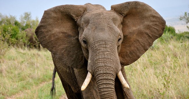 Why Aren't the Largest Animals the Fastest?