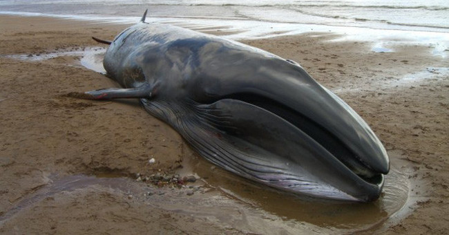 Why Can Whale Carcass Explode: Whale Carcasses