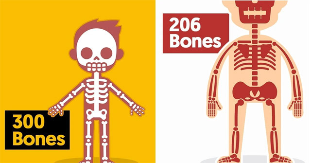 Why Do Adult Bodies Have 206 Bones But Babies Have 300?