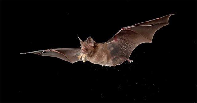 Why Do Bats Harbor Many Viruses in Themselves and Survive?