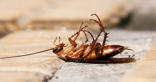 Why Do Dead Cockroaches Often Back Up to the Sky