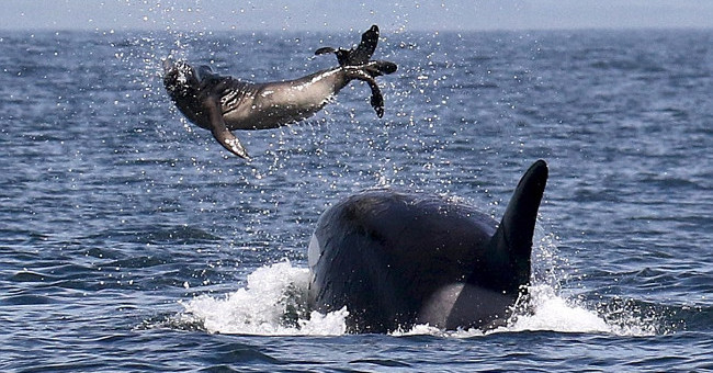 Why Do Humpback Whales Prevent Killer Whales from Hunting Other Animals?