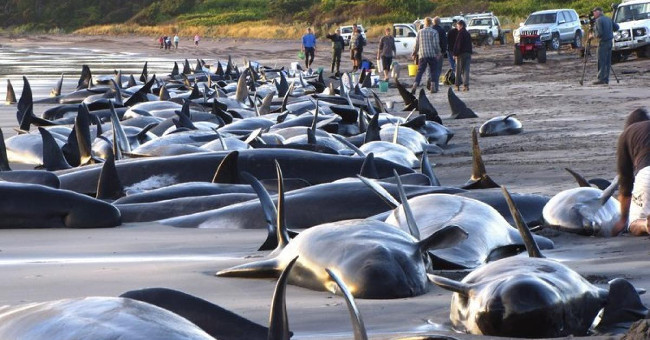 Why Do Hundreds of Whales and Dolphins 'Collective Suicide'?