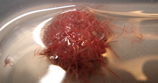Why Do Scientists Get Worms to Drink and Make Them Spin Like