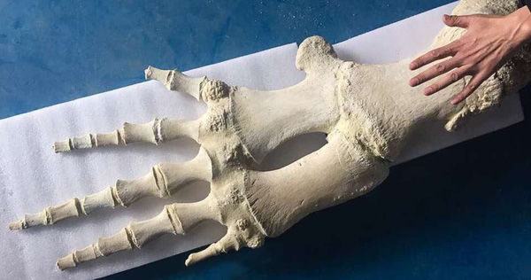 Why Do Whale Fin Fins Have Five Fingers That Look Like Human Hands?