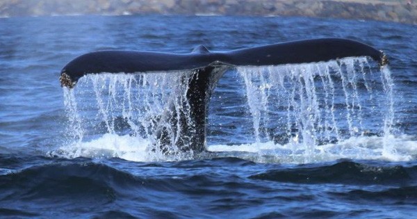Why Do Whales Swing Their Tails up and Down, but Sharks Swing Their Tails