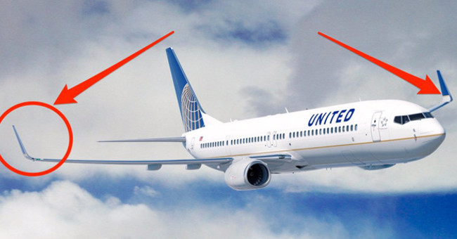 Why Is the Tail of the Wing Curved so Oddly