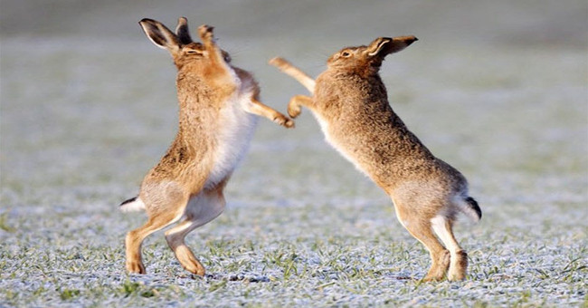 Wild Rabbits Fight Like Martial Artists to 'Recruit Husbands'
