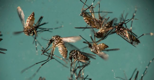 Will Zika Virus Treat Brain Cancer