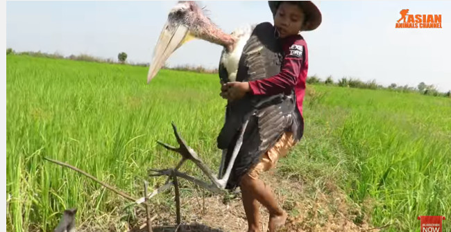 With a Simple Trap, the Boy Caught the Bird Bigger Than His Own