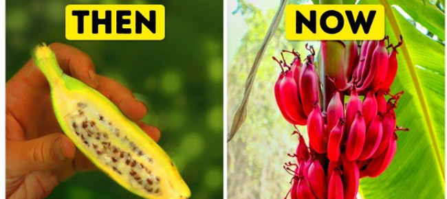 You Are Curious, How the Ancestors of Today's Vegetables Are Shaped