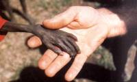 10 classic historical photos strangle human hearts