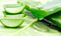 10 great benefits of aloe vera you may not know yet