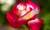 10 most beautiful roses in the world
