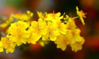 12 kinds of ornamental plants bring fortune to the house on Tet holiday