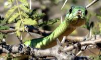 15 animals are most dangerous to humans