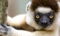 17 funny pictures of animals are causing fever on the internet