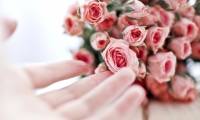 200 beautiful rose wallpapers for computers