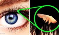 21 interesting facts about the human body not everyone knows