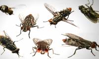 3 How to make fly traps very simple and effective in just 5 minutes