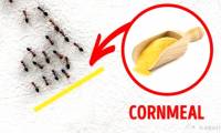 3 simple ways to kill indoor insects that are not toxic