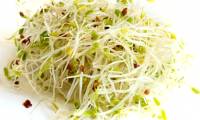 4 ways to make delicious sprouts right at home are very simple