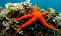 5 surprising facts about 'Queen of the ocean floor': Starfish