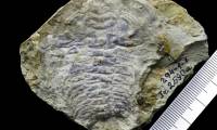 530 million year old fossils have eyes like bees, dragonflies today