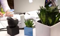 8 types of plants that resist ultra-good electromagnetic radiation for those who regularly use computers