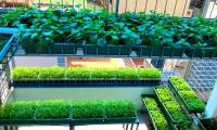 8 types of vegetables can be grown at home from the original stems