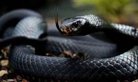 9 unique snakes in the world