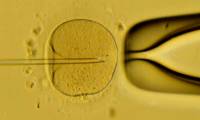 A human can be created from a laboratory, without eggs and sperm