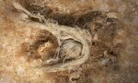 Ancient string shows Neanderthals were into fiber technology, scientists say