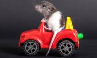 Animals can be surprisingly humanoid: rats can drive, dolphins dream ...