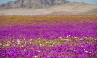 Atacama, the driest desert in the world, suddenly turns into colorful flowers after the rain