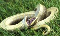 Beat losing, poisonous snakes rolled to death to deceive birds
