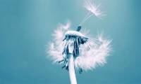 Beautiful dandelion flower wallpaper for phones