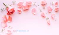 Beautiful rose background