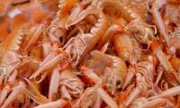 Bioplastic biodegradable in natural environment made from shrimp shells