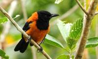 Birds have poison, can kill people just by touching the feathers
